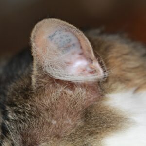 Produits pour les oreilles du chat