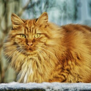 Produits vétérinaires hygiène et soins du chat