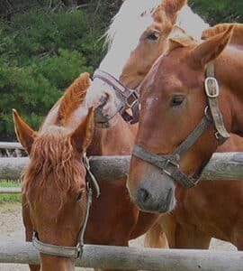 Compléments alimentaires Elevage & reproduction des chevaux