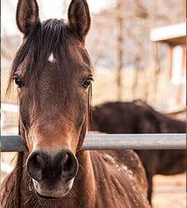 Compléments alimentaires & Produits vétérinaires de locomotion du cheval