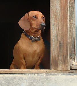 Entretien de la maison avec votre animal