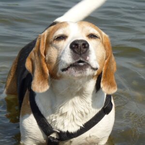 Vermifuges comprimés ou pipette pour chiens