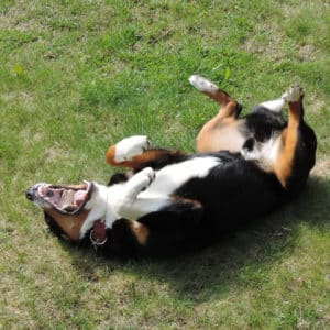 Démangeaisons du chien