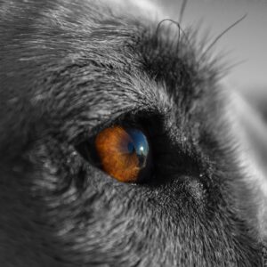 Yeux