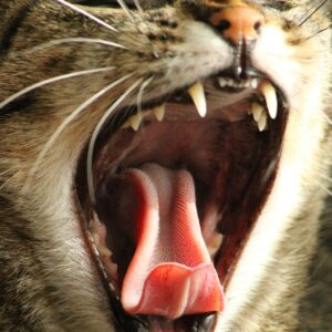 Produits vétérinaires Hygiène Bucco-dentaire des chats