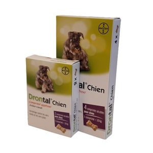 drontal p chien boeuf