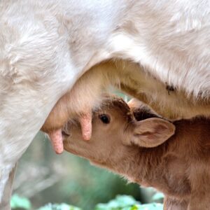 Compléments alimentaires vaches allaitantes