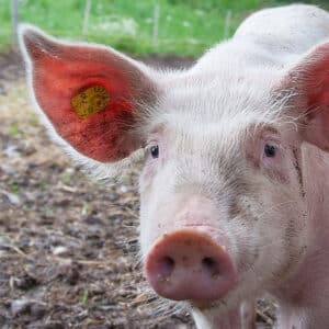 Mise-bas de la truie | cochette : produits de confort