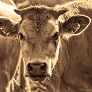 Produits Antimouches pour bovins