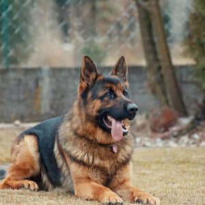 Croquettes Chien adulte