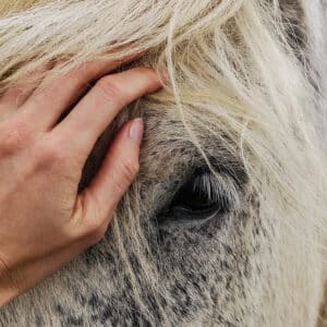 Produits vétérinaires Anti-insectes chevaux