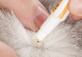 Anti-puces anti-tiques et nuisibles pour votre chien