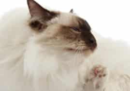 Anti-puces et tiques pour chats
