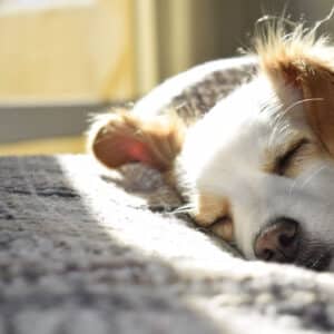 Colliers anti puces et anti tiques pour chiens