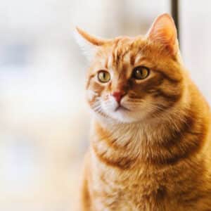 Colliers anti-puces pour chat