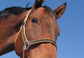 Compléments alimentaires Cheval : Locomotion, Muscle, performance