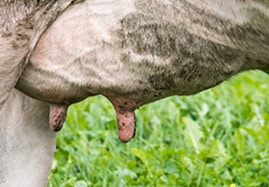 Compléments alimentaires pour les bovins