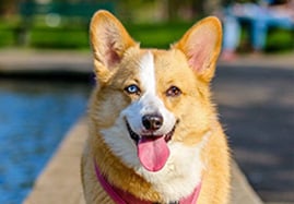 Complément alimentaire pour chien et chiot