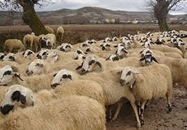 Compléments alimentaires du mouton et de la brebis