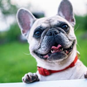 Comprimés anti-puces et anti-tiques pour chiens