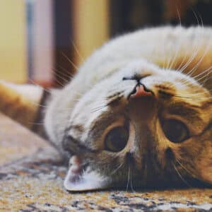 Comprimés anti-puce pour chat Capstar