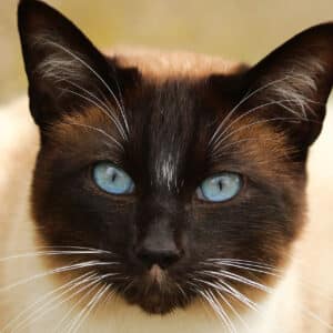 Croquettes Chat adulte