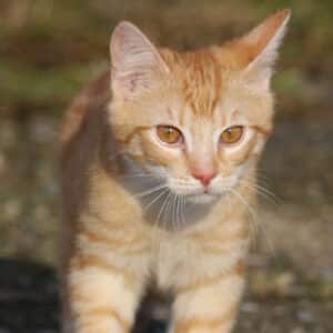 Croquettes Chatons croissance