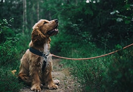 Croquettes pour chien moyen
