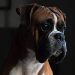 Croquettes chiens Sénior