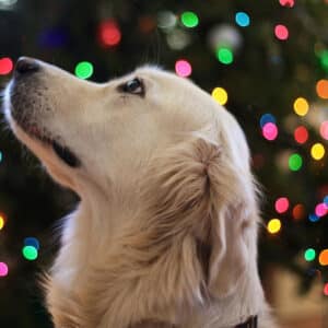 Croquettes Dermatologie du chien