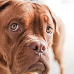 Croquettes et produits de Digestion Chien