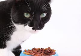 Croquettes pour chats pas chères