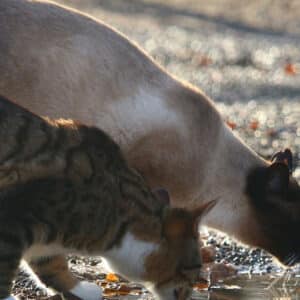 Croquettes troubles urinaires du chat