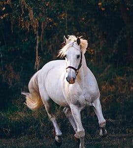 Compléments alimentaires Forme et bien-être du cheval