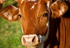 Produits et médicaments Homéopathie Bovin (vache, veau, boeuf)