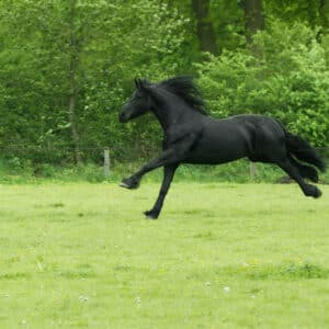 Produits vétérinaires d'Hygiène et de toilettage du cheval