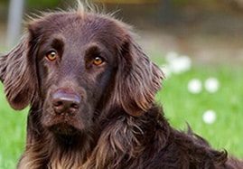 hygiène et soins du chien