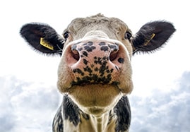 Matériel pour bovin : Vaches, veaux, boeufs