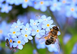 Médicaments vétérinaires et produits pour les abeilles