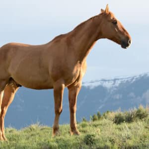 Produits vétérinaires derme et épiderme du cheval