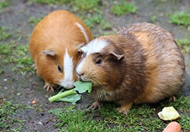 Médicaments et produits vétérinaires pour rongeurs, lapins et petits animaux