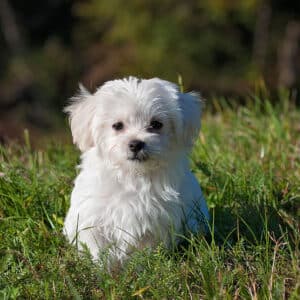 Pipettes anti puces pour votre chien