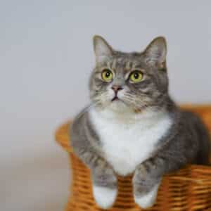 Pipettes Anti-puces et tiques pour chats