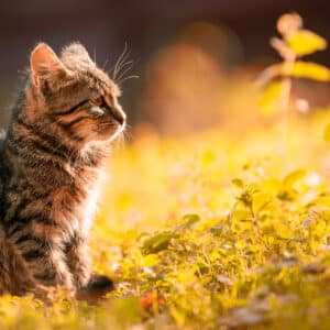 Poudres antiparasitaires pour chats