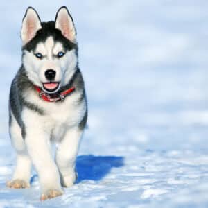 Produits pour les oreilles du chien