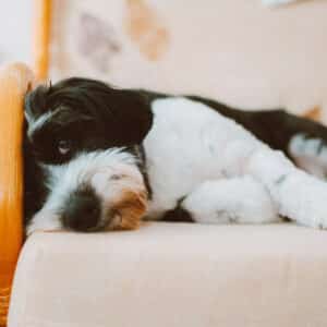 Produits vétérinaires Pattes et coussinets du chien