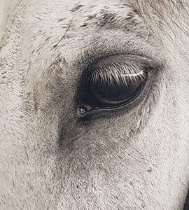 Compléments alimentaires performance cheval ou étalon
