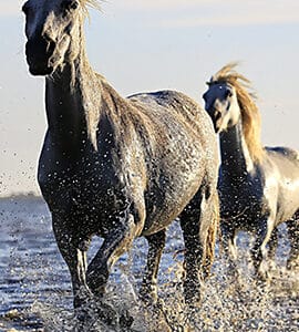 Compléments alimentaires pour les muscles du cheval
