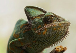 Produits et médicaments vétérinaires pour Reptiles