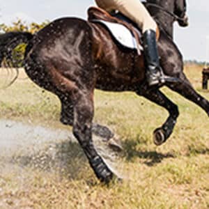 Produits vétérinaires de soins des pieds du cheval dont onguents